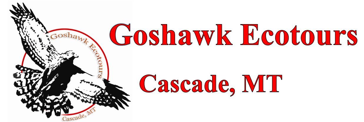 Goshawk Ecotours